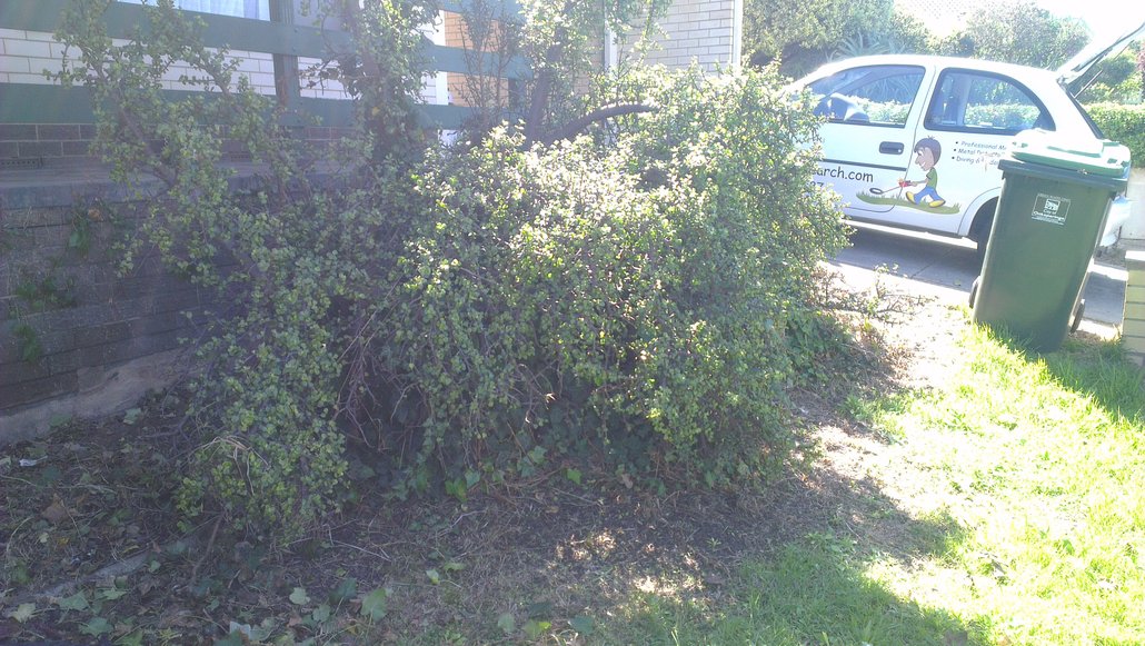 shrub